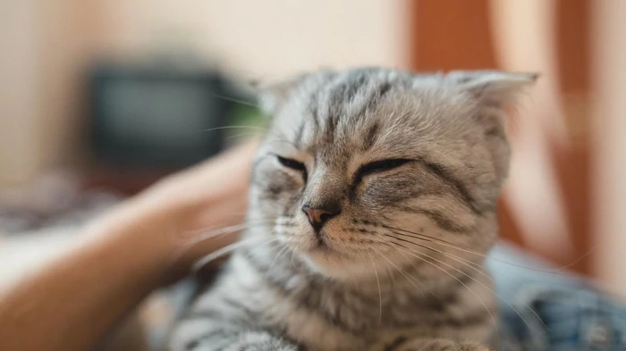 Ako si uvedomiť, že vás mačka miluje: veterinár odhalil 6 silných znakov