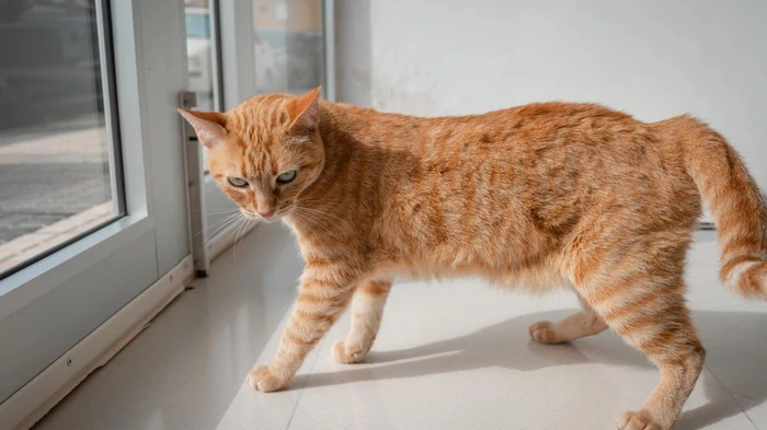 Čo je taška pod bruchom mačky: ako sa nazýva a či stojí za to alarmovať